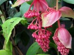 Medinilla magnifica 'Rose Grape'