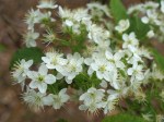 Spiraea cantoniensis cv. 'Mizuho'