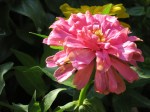 Zinnia violacea