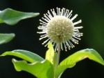 Adina pilulifera 'Chinese Buttonbush'