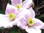 Clematis montana 'Elizabeth'
