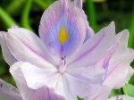 Eichhornia crassipes 'Water Hyacinth'