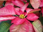 Euphorbia pulcherrima 'Poinsettia'