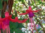 Fuchsia 'Mrs Popple'