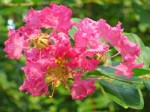 Lagerstroemia indica 'Rose Pink Flower'