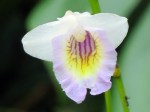 Arundina species (Dwarf) 'Mini Bamboo Orchid'