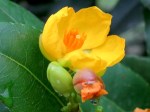 Ochna serrulata 'Mickey Mouse Plant'