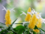 Pachystachys lutea 'Lollipop Plant'