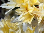 Rhododendron 'Chiffchaff'