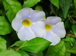 Thunbergia erecta 'Bush Clock Vine', 'King's Mantle'