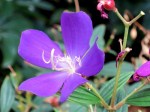 Tibouchina semidecandra 'Princess Flower'