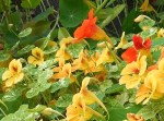 Tropaeolum majus 'Indian cress'
