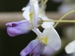 Wisteria floribunda