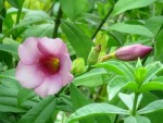 Allamanda blanchetii 'Purple Allamanda'