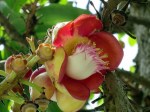 Couroupita guianensis 'Cannonball Tree'