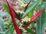 Heliconia psittacorum 'Black Cherry'