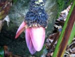 Musa sp. 'Dwarf Banana'