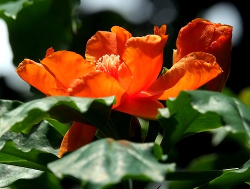 Pereskia bleo 'Rose Cactus'