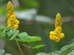 Senna alata 'Candle Bush'