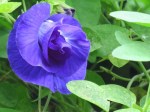 Clitoria ternatea 'Butterfly Pea'