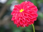 Dahlia 'Ken's Choice'