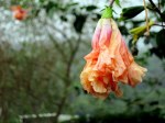 Hibiscus schizopetalus 'Pagoda' (Orange)