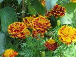 Tagetes sp.