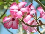 Adenium obesum 'Desert Rose'