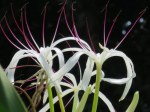 Crinum asiaticum 'Crinum Lily'