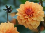 Dahlia 'David Howard'