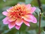 Dahlia 'Floorinoor'