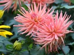 Dahlia 'Park Record'