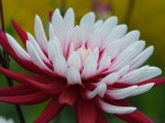 Dahlia 'Red and White'