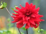 Dahlia 'Red'