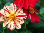 Dahlia 'Saitenspiel'