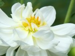 Dahlia 'White Onesta'
