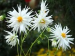 Dahlia 'White Star'