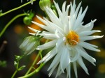 Dahlia 'White Star'
