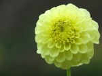 Dahlia 'Yellow Ball'