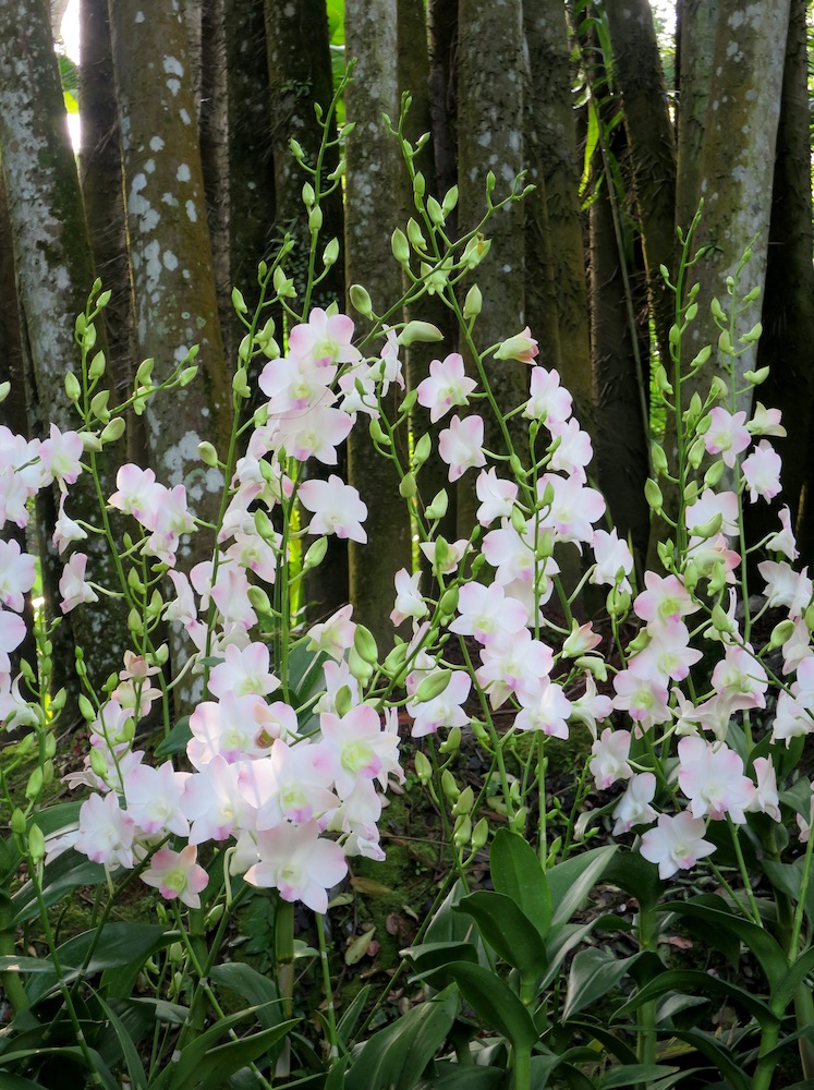 Dendrobium 'Peach Blossom'