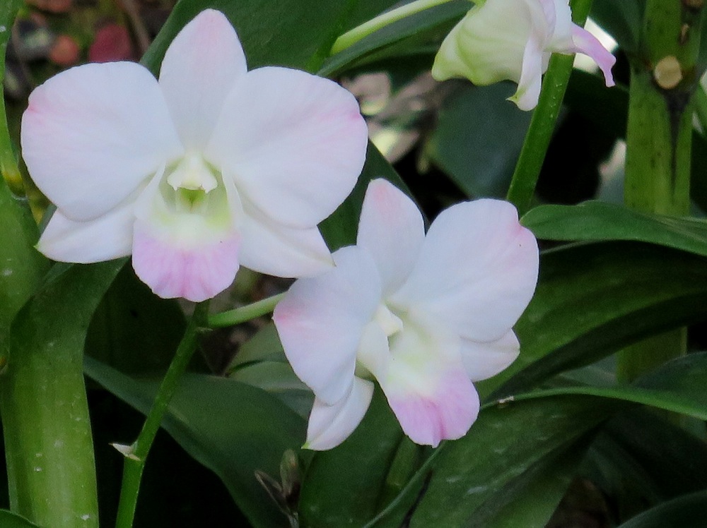 Dendrobium 'Peach Blossom'