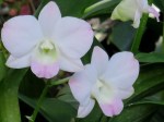 Dendrobium 'Peach Blossom'