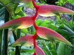 Heliconia chartacea 'Sexy Pink'