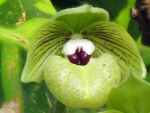 Paphiopedilum malipoense 'Jade Slipper Orchid'