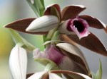 Phaius tankervilleae 'Lady Tankerville's Swamp Orchid'