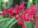 Renanthera 'Singaporeans'