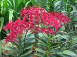 Renanthera 'Singaporeans'