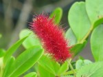Acalypha pendula 'Firetail Chenille Plant'