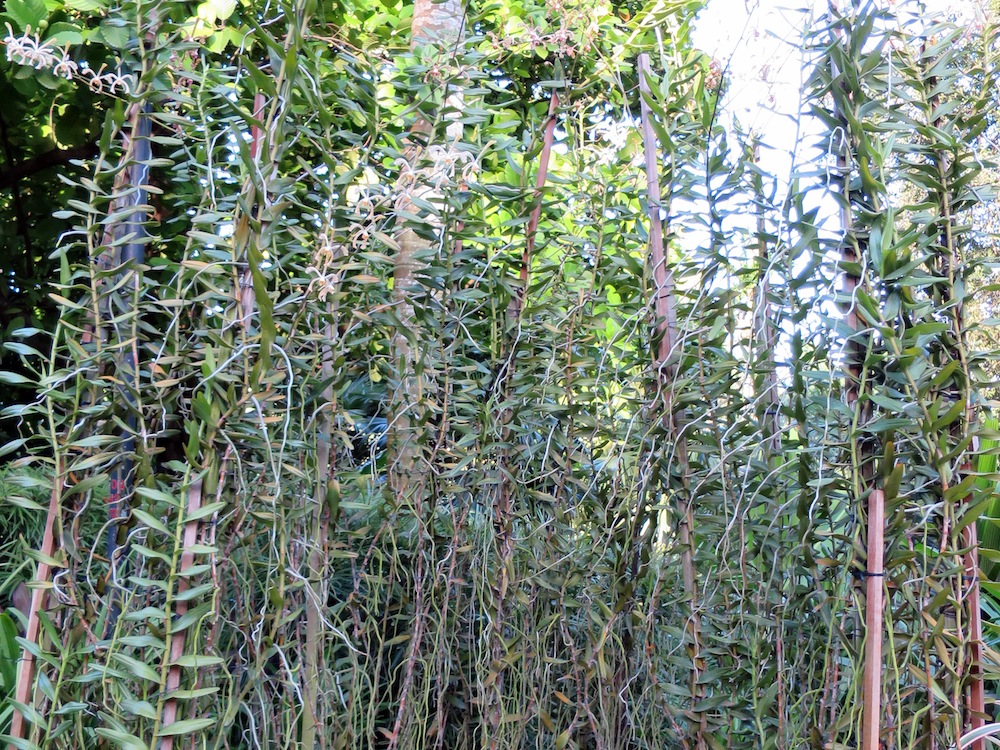 Arachnis Maggie Oei 'Yellow Ribbon'