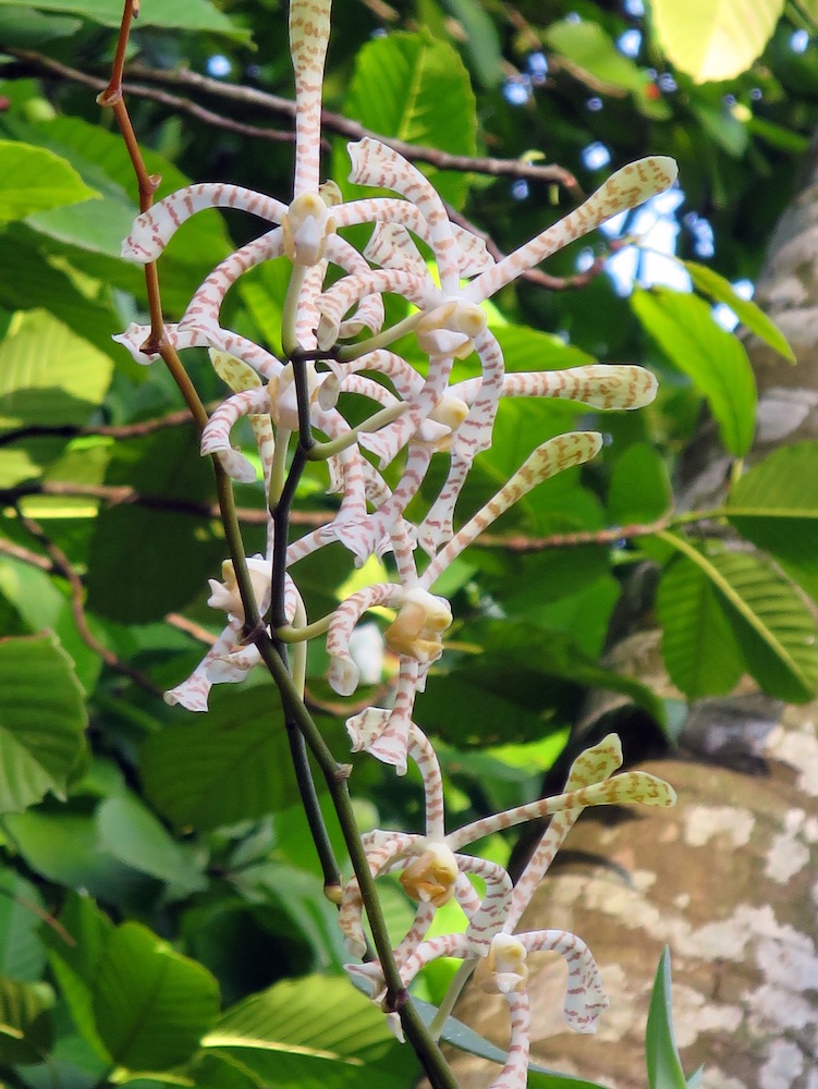 Arachnis Maggie Oei 'Yellow Ribbon'